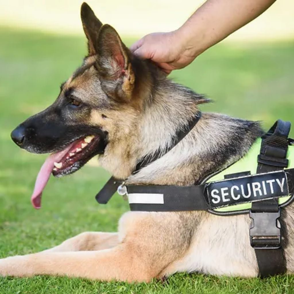 Security patrol dog