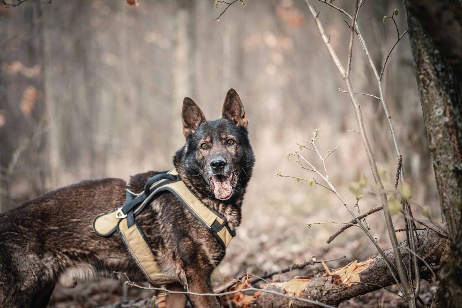 A german shepherd dog in the forest